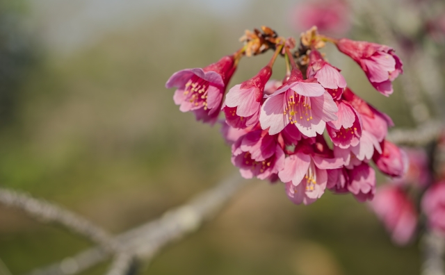 台湾桜