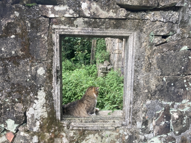 猫村　侯硐