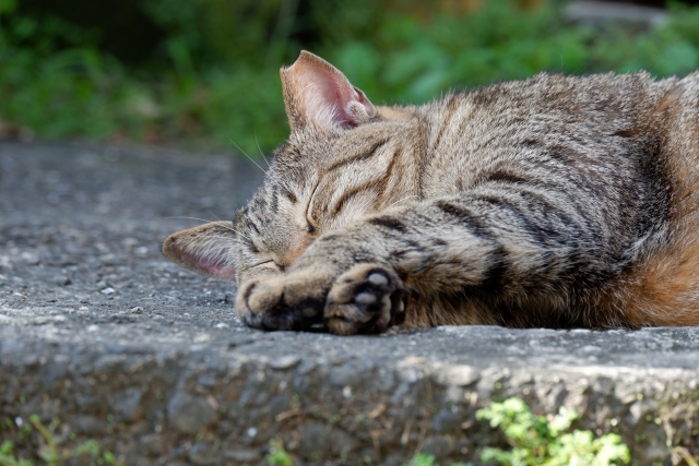 猫村　侯硐