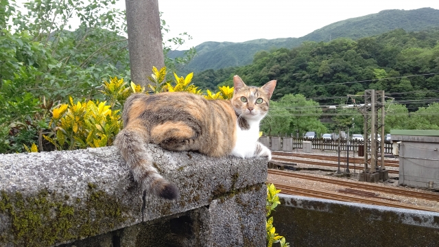 猫村　侯硐