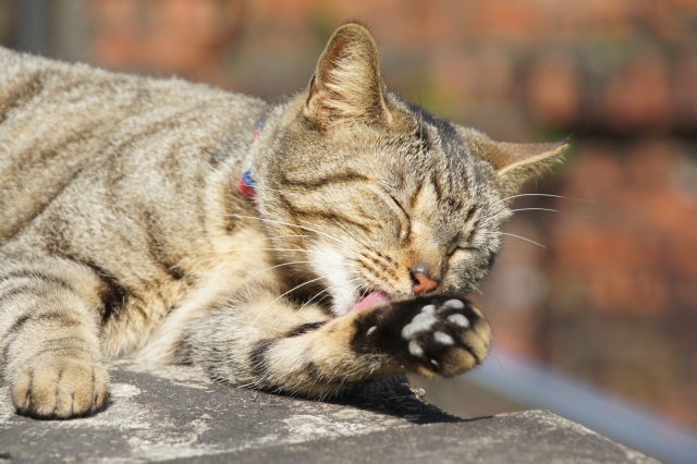 猫村　侯硐