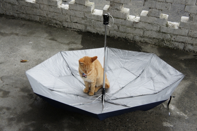猫村　侯硐