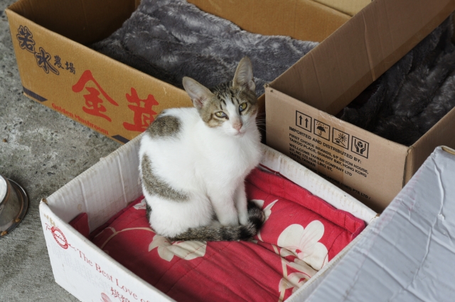 猫村　侯硐