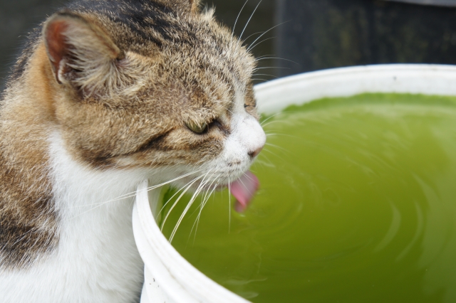 猫村　侯硐