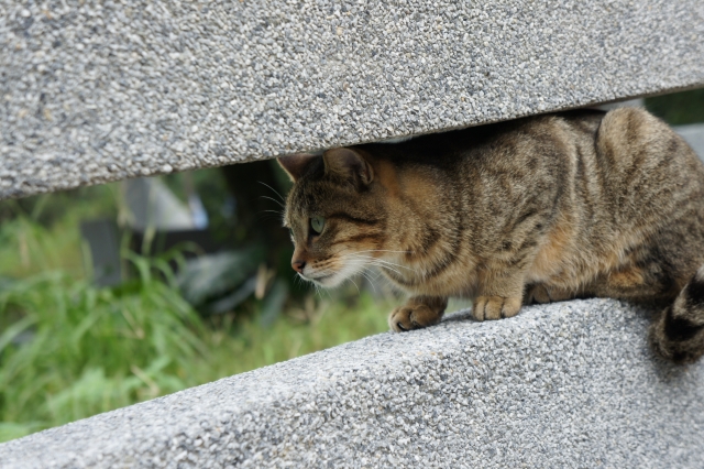 猫村　侯硐