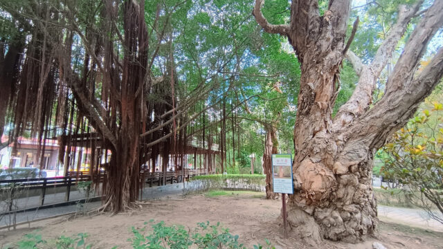 温泉親水公園 北投公園