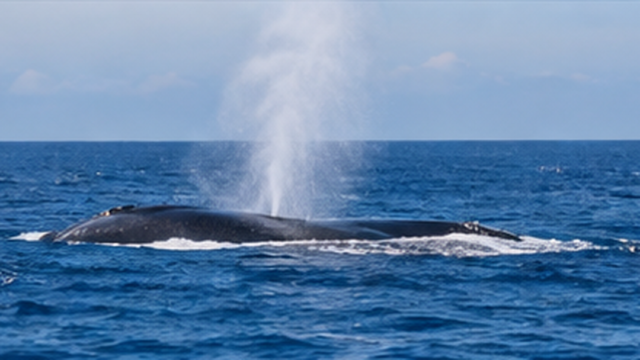 沖合で潮を吹くマッコウクジラ